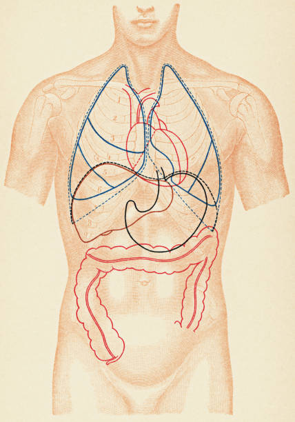 Medical Illustration of Human Torso with Outlines of Internal Organs, Front View - 19th Century Medical illustration of human torso with outlines of internal organs, front view. Vintage etching circa mid 19th century. vintage medical diagrams stock illustrations