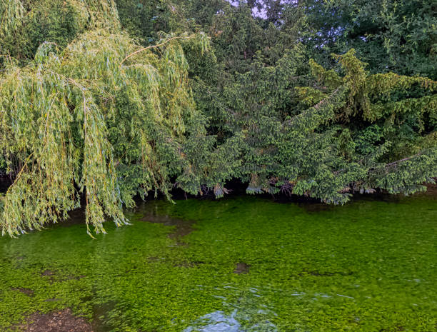 River Test in Mottisfont, Hampshire, United Kingdom River Test in Mottisfont, Hampshire, United Kingdom mottisfont stock pictures, royalty-free photos & images