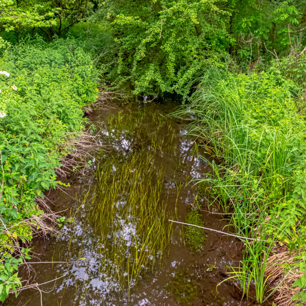 River Test in Mottisfont, Hampshire, United Kingdom River Test in Mottisfont, Hampshire, United Kingdom mottisfont stock pictures, royalty-free photos & images