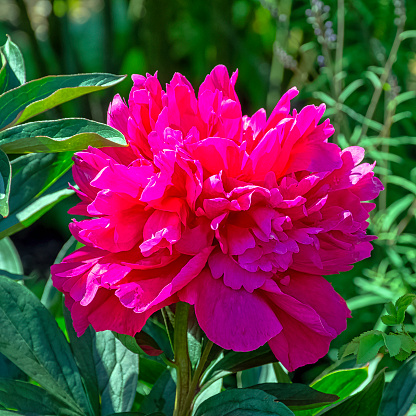Pink peony in the garden.