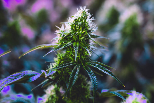 Colorful marijuana plant growing indoors in flowering stage stock photo