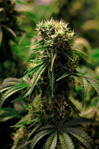Developing flowering medical recreational marijuana plant stock photo