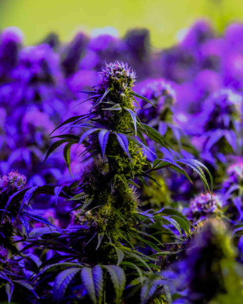 Purple marijuana plant growing under LED light stock photo
