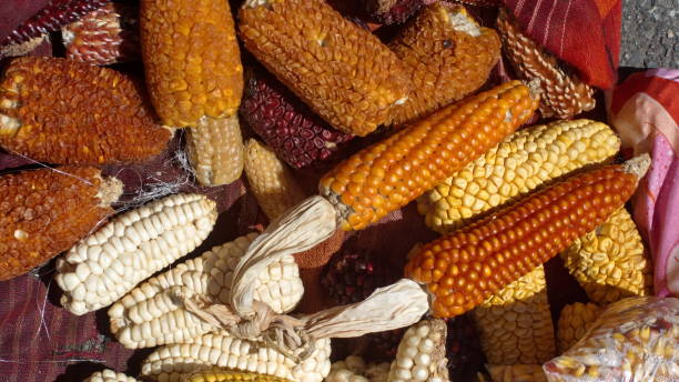 istock Colorful ears of dried corn 1210433544