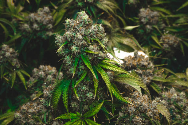 Maturing flowering medical marijuana plant stock photo