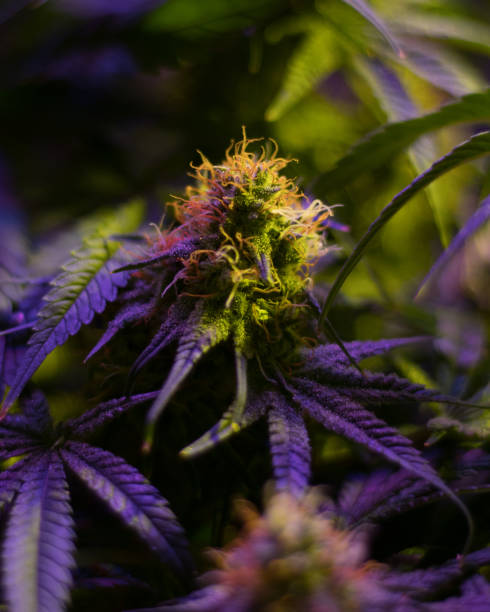 istock Close up view of developing marijuana flower 1210433744