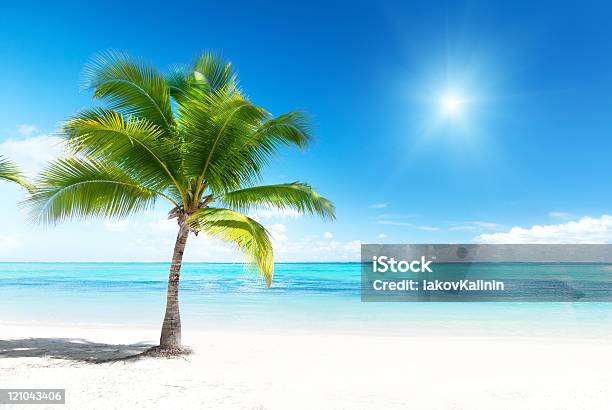 Large Green Palm Tree Overlooking The Ocean In The Sunlight Stock Photo - Download Image Now