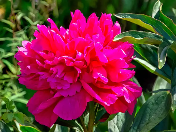 Photo of Peony Adolphe Rousseau in British park - London, UK