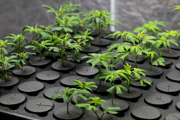 Young fresh cut cannabis clones