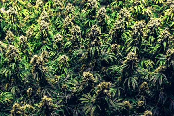 istock Multiple mature indoor grown marijuana cannabis plants 1210434900