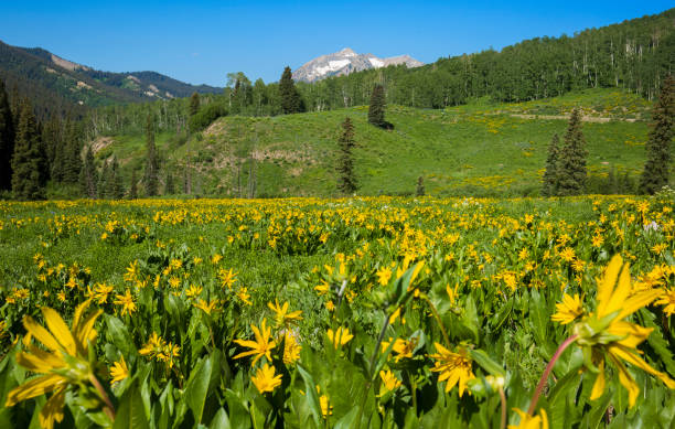 istock Wildflower landscape, stock image 1210435470