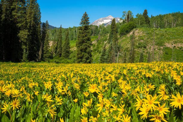 istock Wildflower landscape, stock image 1210435471