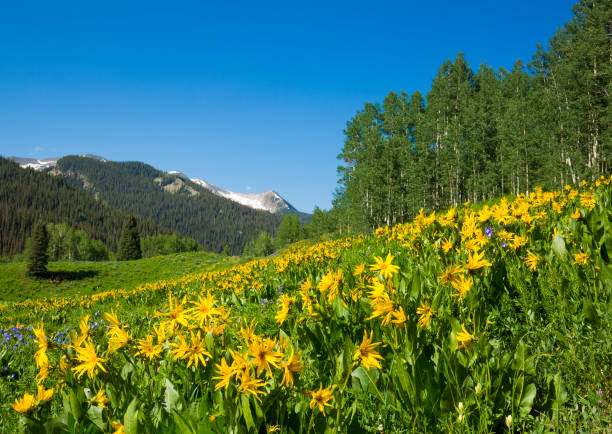 istock Wildflower landscape, stock image 1210435475