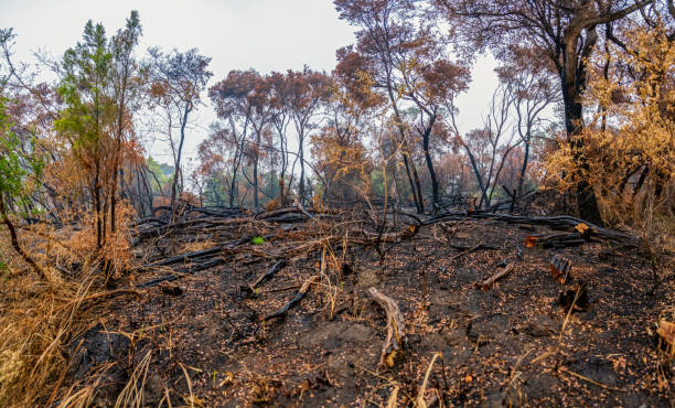 istock Bush fire affected area in Australia 1210435640