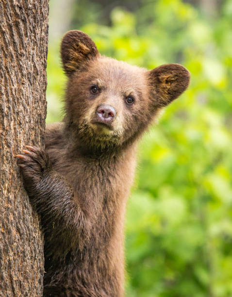 Baby bear stares at camera Baby bear stares at camera black bear cub stock pictures, royalty-free photos & images