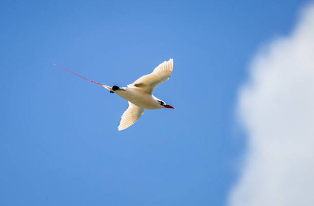 The Red-tailed Tropicbird in Kauai, Hawaii A The red-tailed tropicbird in flight on the island of Kauai, Hawaii. red tailed tropicbird stock pictures, royalty-free photos & images