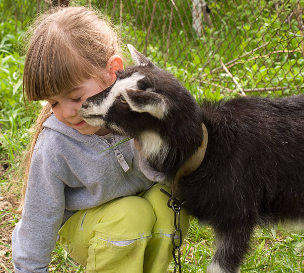 istock Little girl with goat 121044085