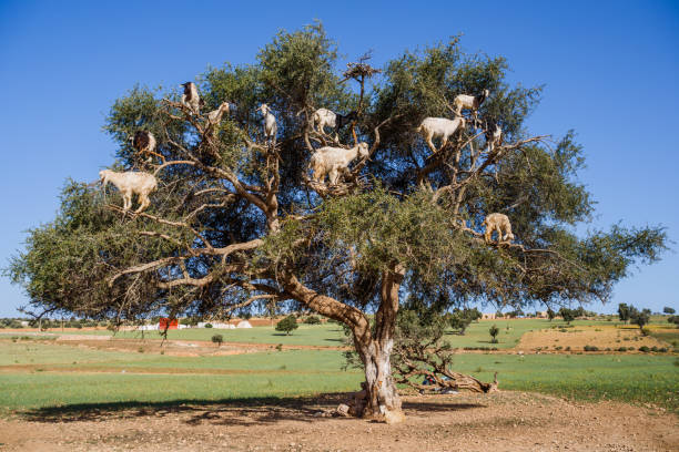 istock Goats climbed on an  tree in Morocco 1210443054