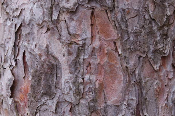 Photo of Red Pine Bark