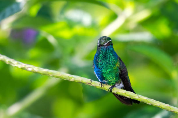 istock A Blue-chinned Sapphire hummingbird perching in a Vervain bush 1210445301