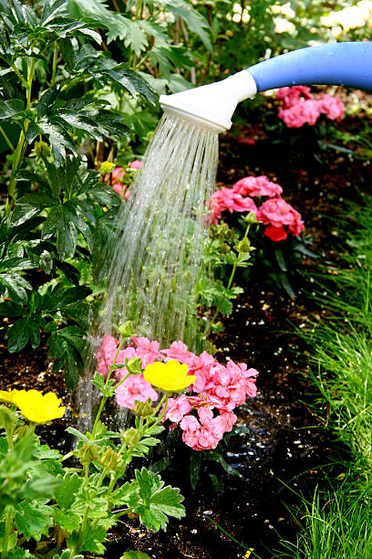 istock Water pouring and blooming flower bed 121044582
