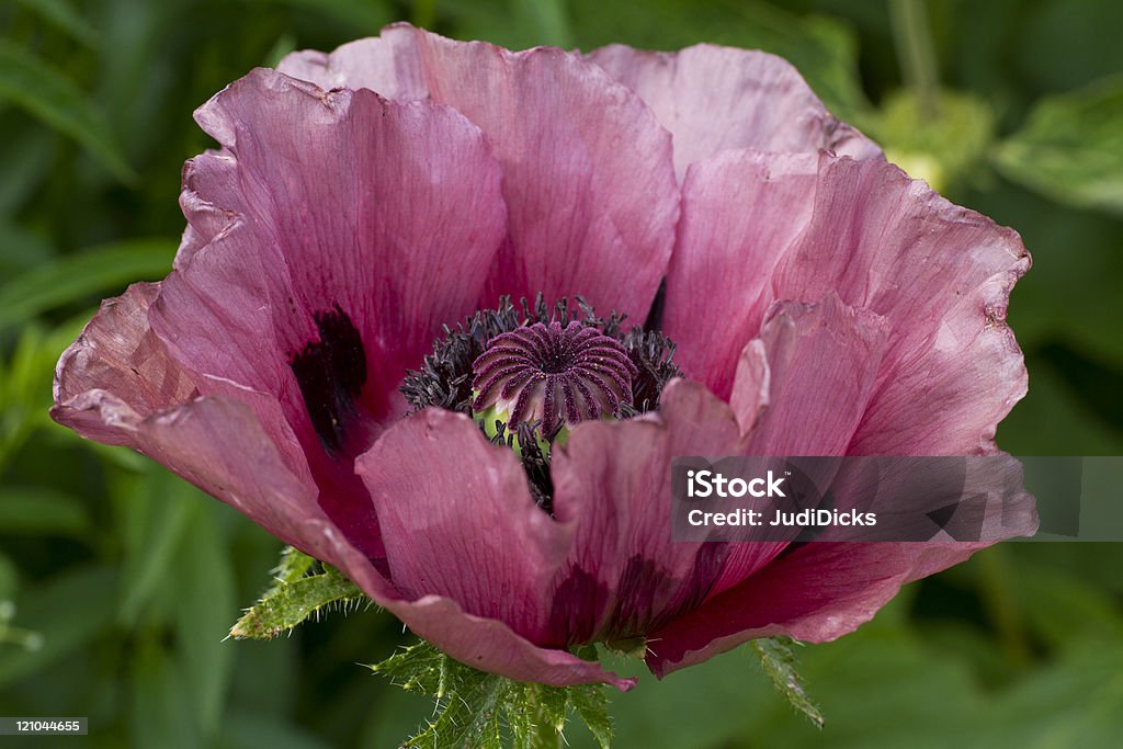 Oriental Poppy, Patty Plum - Lizenzfrei Türkischer Mohn Stock-Foto