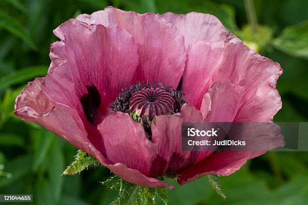 Oriental Poppy Patty Plum Stockfoto und mehr Bilder von Türkischer Mohn - Türkischer Mohn, Pflaume, Mohn - Pflanze