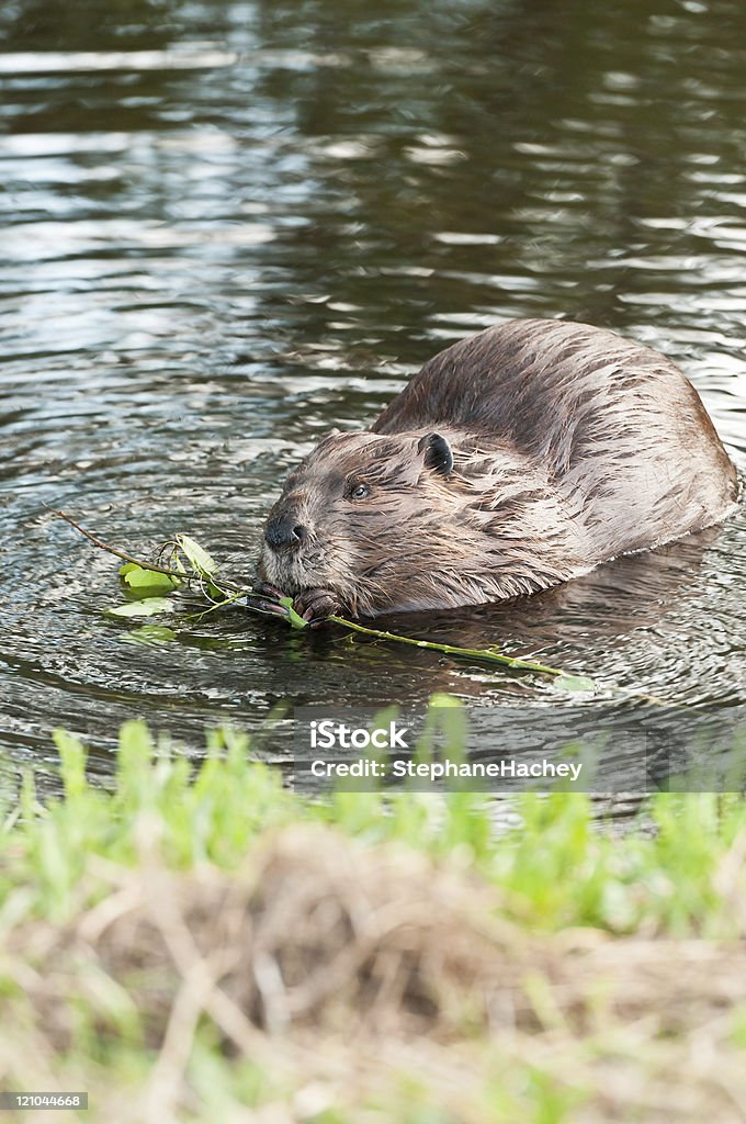 Comer Beaver - Foto de stock de Castor royalty-free