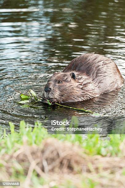 Foto de Comer Beaver e mais fotos de stock de Castor - Castor, Alberta, Animal