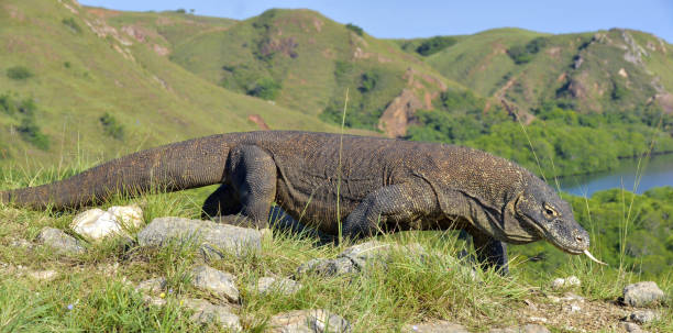 istock Komodo dragon ( Varanus komodoensis ) in natural habitat. 1210447067