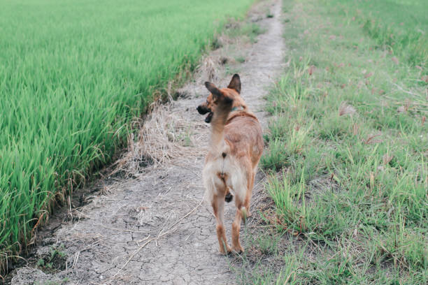 A lonely dog is in path along with golden rice field.Thai dog standing in the paddy rice field in the morning with beautiful sunlight.Thirsty brown dog with black markings on jaw and showing its pink tongue strolling along field. un perro solitario está en camino junto con el campo de arroz dorado. perro tailandés de pie en el campo de arroz en la mañana con hermosa luz del sol. perro marrón sediento con marcas negras en la mandíbula y mostrando su lengua rosa paseando por el