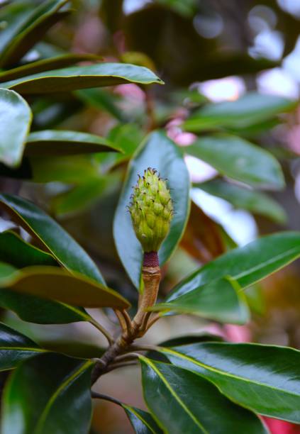 Flower Bud in a Sydney garden NSW Australia