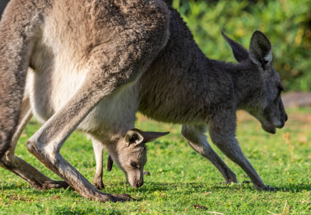 kangourou et joey se nourrissant sur l’herbe - joey kangaroo young animal feeding photos et images de collection