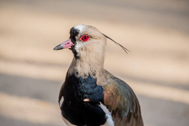 close-up of a southern lapwing on a blurred background