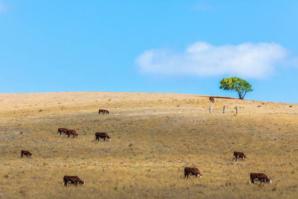 istock Cows grazing on farmland 1210448216