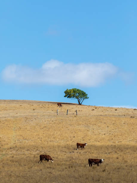 istock Cows grazing on farmland 1210448249