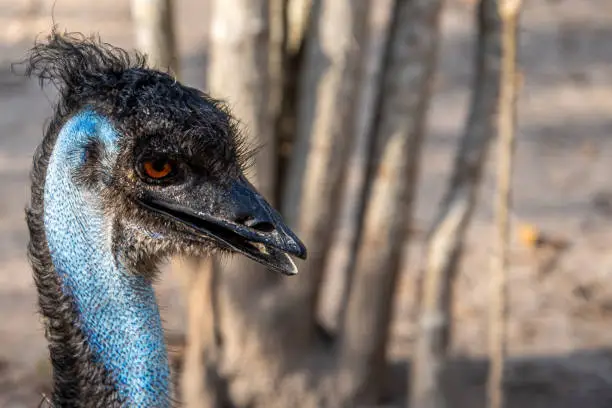 Close-up of an Emu (Dromaius novaehollandiae), large bird, cultural icon of Australia, relative of ostrich.Head detail.