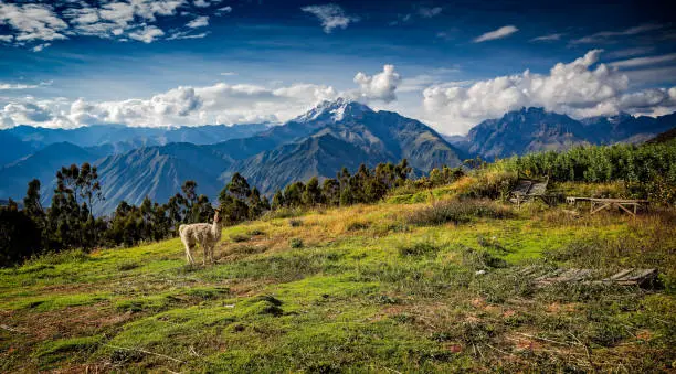 Llama grazes in a grassy meadow before the Andes Mountains.