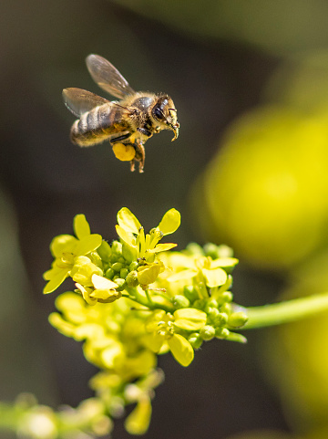 Victoria, Australia. Pic of honey bee landing on flowers.