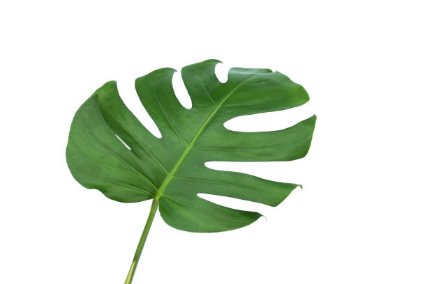 istock green leaves for background and wallpaper 1210449391