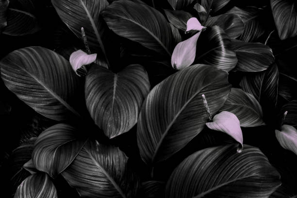 istock green leaves for background and wallpaper 1210449413