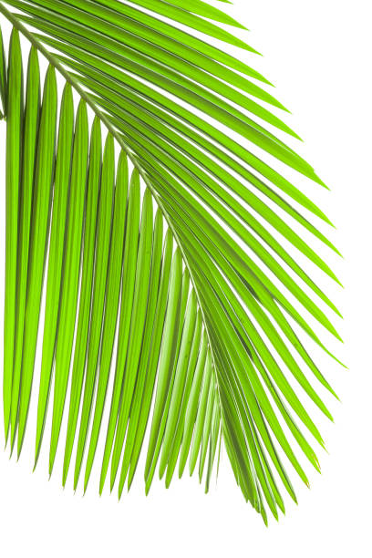 istock Plam leaves isolated on the white background in springtime 1210449566