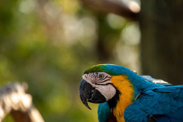 istock close up of a blue and gold macaw 1210449583
