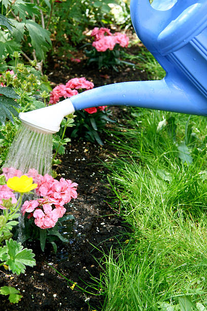 istock Water pouring and blooming flower bed 121044960