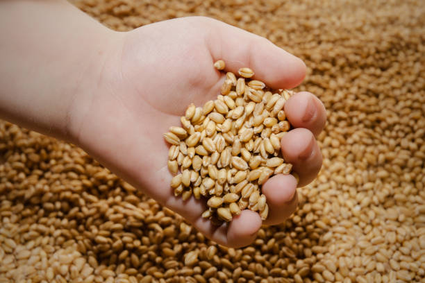 Wheat seed stock photo