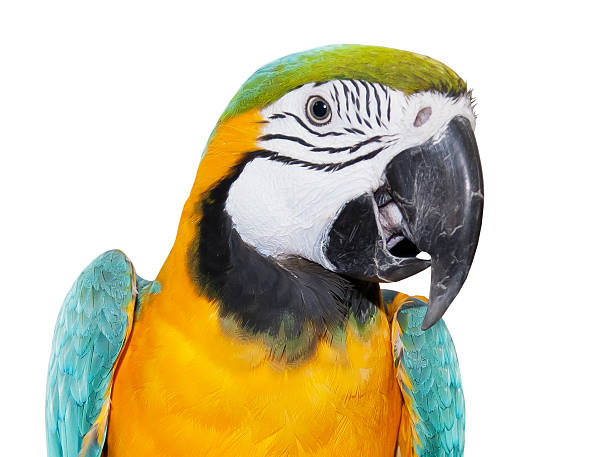 istock Blue-and-yellow Macaw over white background 121045144