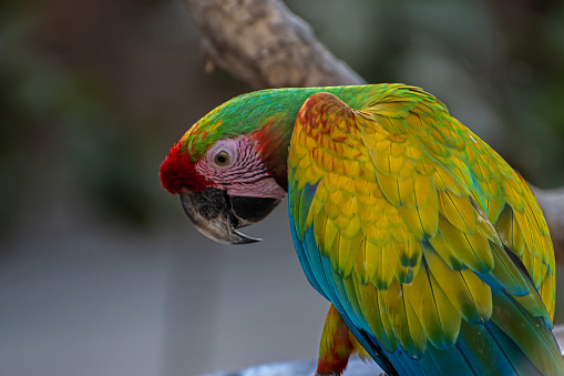 close up parrot portrait