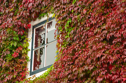 White cottage wall wirh window covered with red ivy