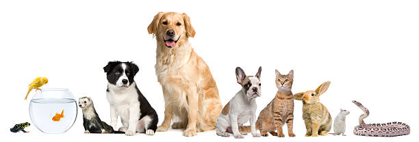 gruppo di animali domestici seduto, sfondo bianco. - color image dog snake pets foto e immagini stock