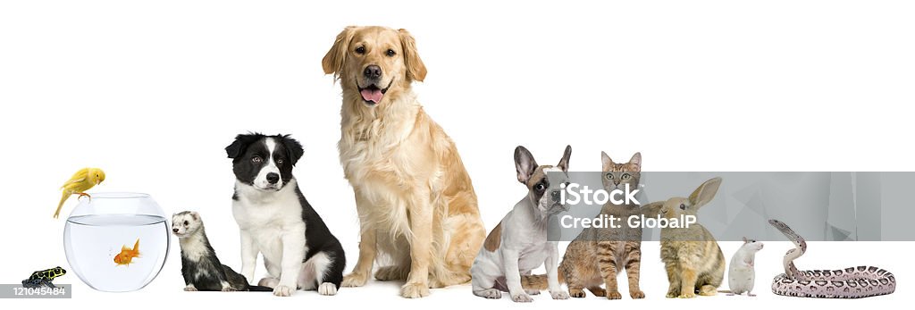 Grupo de animais de estimação sentado, fundo branco. - Royalty-free Animal de Estimação Foto de stock